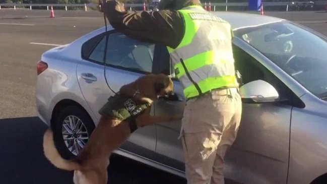 Perro de Carabineros detectó 235 dosis de cocaína base en Ovalle