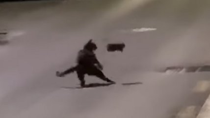 La pelea viral entre un gato y un ratón 