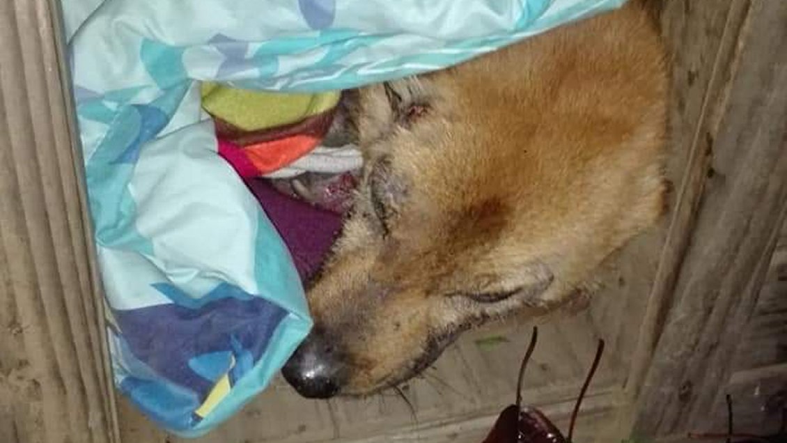 Abandono animal: perrito permaneció varias horas en el agua en Loncoche