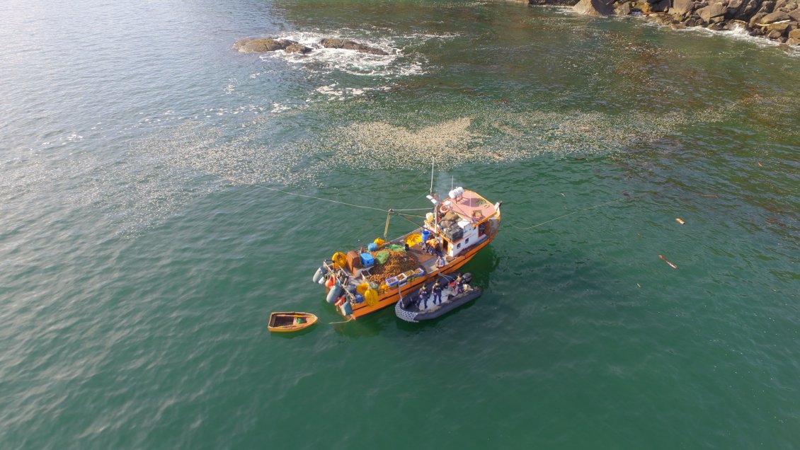 Armada incautó tres toneladas de erizos en Raúl Marín Balmaceda