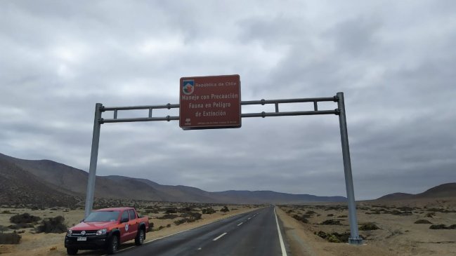 Huasco: Con señalética buscan frenar atropellos de zorros y gatos monteses