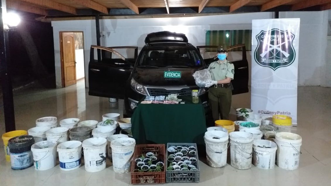 Tres sujetos fueron detenidos en Arica por transportar plantas de marihuana en su vehículo