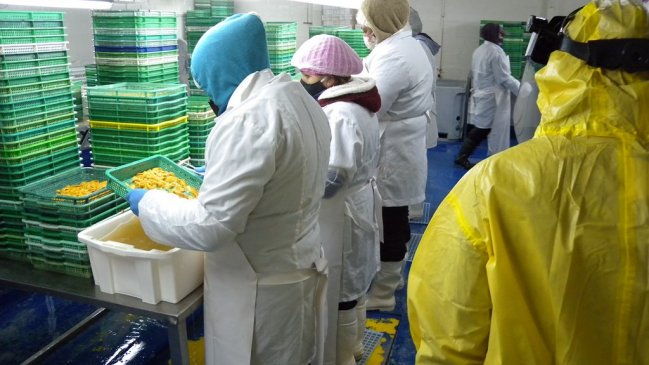 Prohíben funcionamiento a pesquera de Punta Arenas: Irrespetaba medidas de prevención