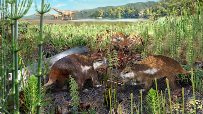 Descubren al primer mamífero chileno que habitó en la era de los dinosaurios