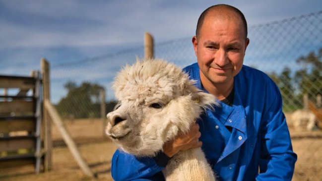 Chilenos encuentran en las alpacas el 