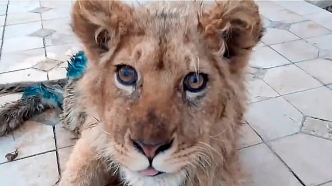 Rescatan a cachorro de león al que le quebraron las patas para posar con turistas