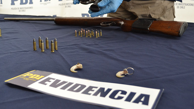 Coyhaique: Condena de cárcel para hombre que se fotografió cazando un puma