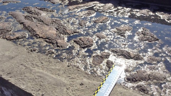 Superintendencia de Medio Ambiente formuló cargos contra viña de Sagrada Familia