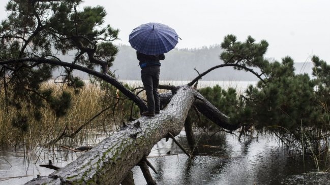 Caídas de árboles por fuentes vientos generaron cortes eléctricos en el Biobío