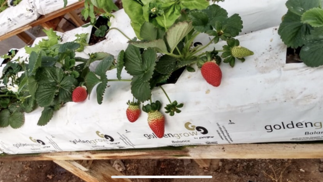 Joven ejecuta innovador proyecto de cultivo hidropónico de frutillas en Antofagasta