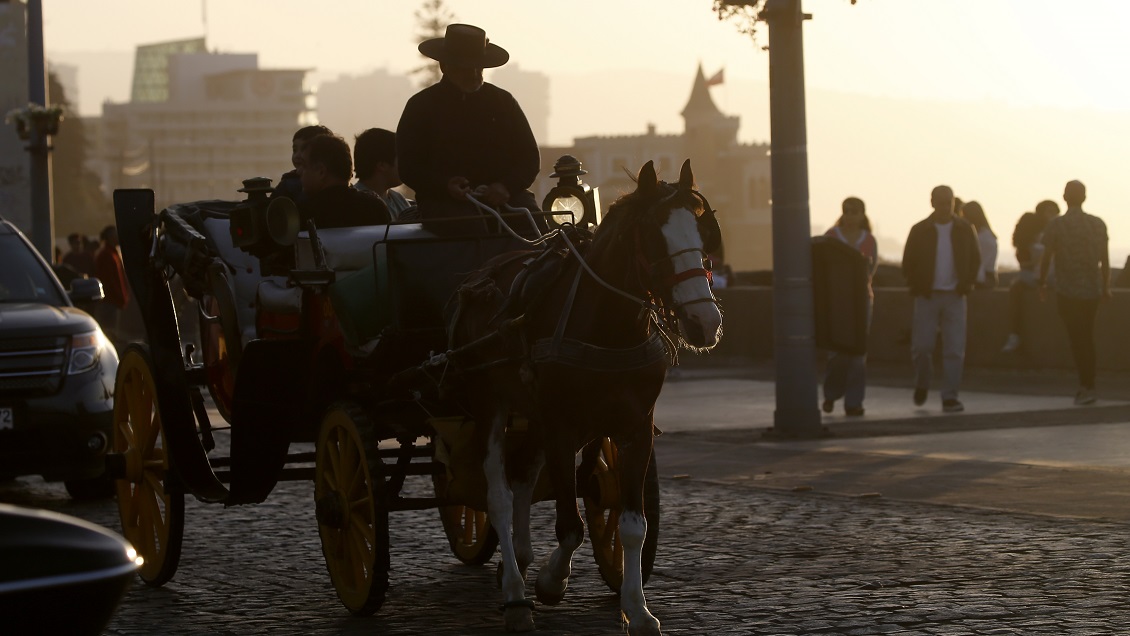 Vendieron caballos de las victorias en Viña del Mar y uno terminó en una carnicería