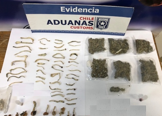 Incautan hongos alucinógenos y marihuana en el aeropuerto de Punta Arenas