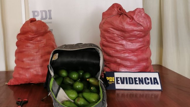 Fueron detenidos dos hombres acusados de robar 45 kilos de palta en Ovalle