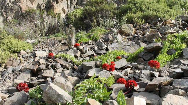 Conaf confirmó que este año habrá desierto florido en Atacama