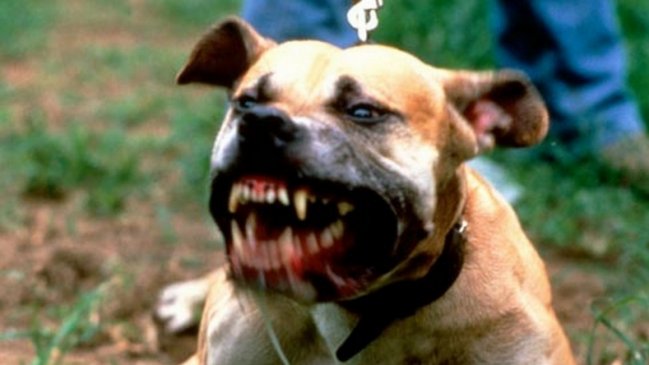 Asaltante murió tras ser atacado por dos perros en Argentina