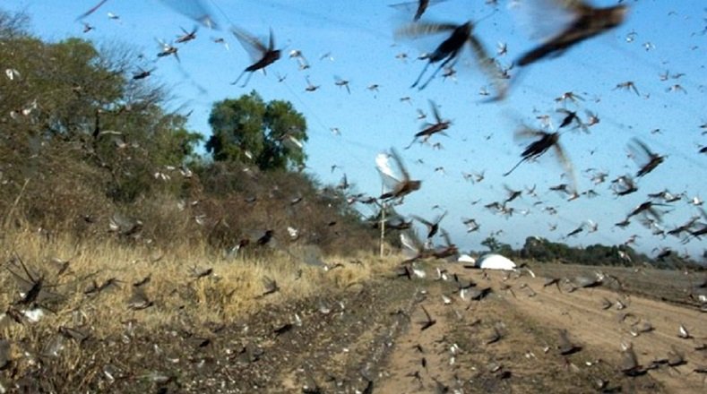 Una plaga de langostas avanza por Argentina y su control es 