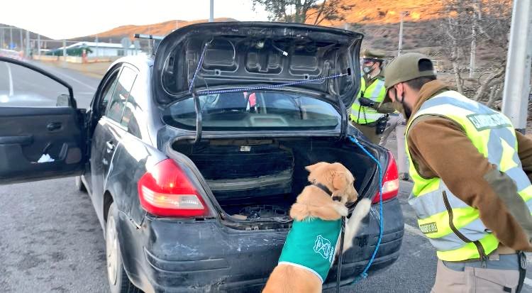 Perro policial descubrió más de 1.500 dosis de marihuana en Ovalle