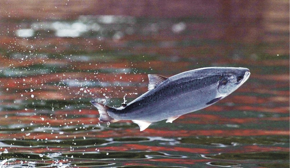 Sernapesca informó masivo escape de salmones en el Seno de Reloncaví