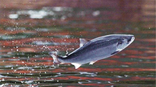 Sernapesca informó masivo escape de salmones en el Seno de Reloncaví