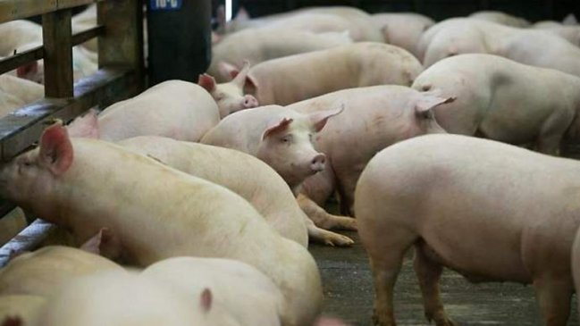 Científicos identificaron en China nueva gripe porcina con 