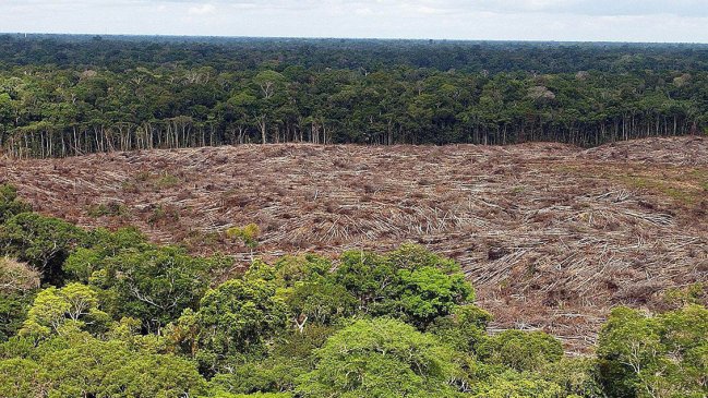 Deforestación en la Amazonía peruana se redujo 28 por ciento durante la cuarentena