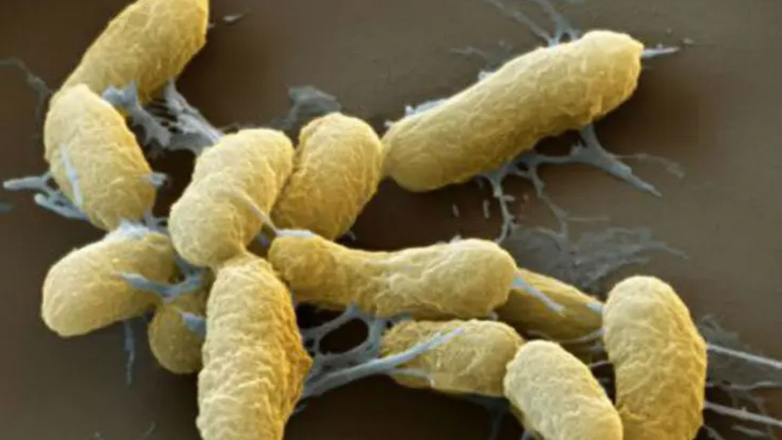 Una ciudad china emite alerta sanitaria por un posible caso de peste bubónica