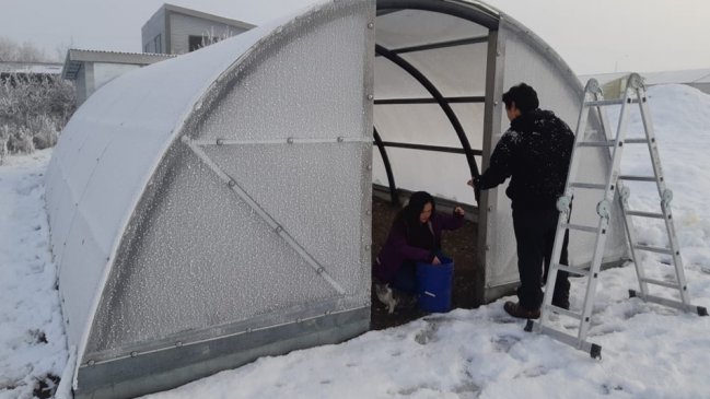 Familia de Puerto Natales creó microclima para aumentar producción de lechugas