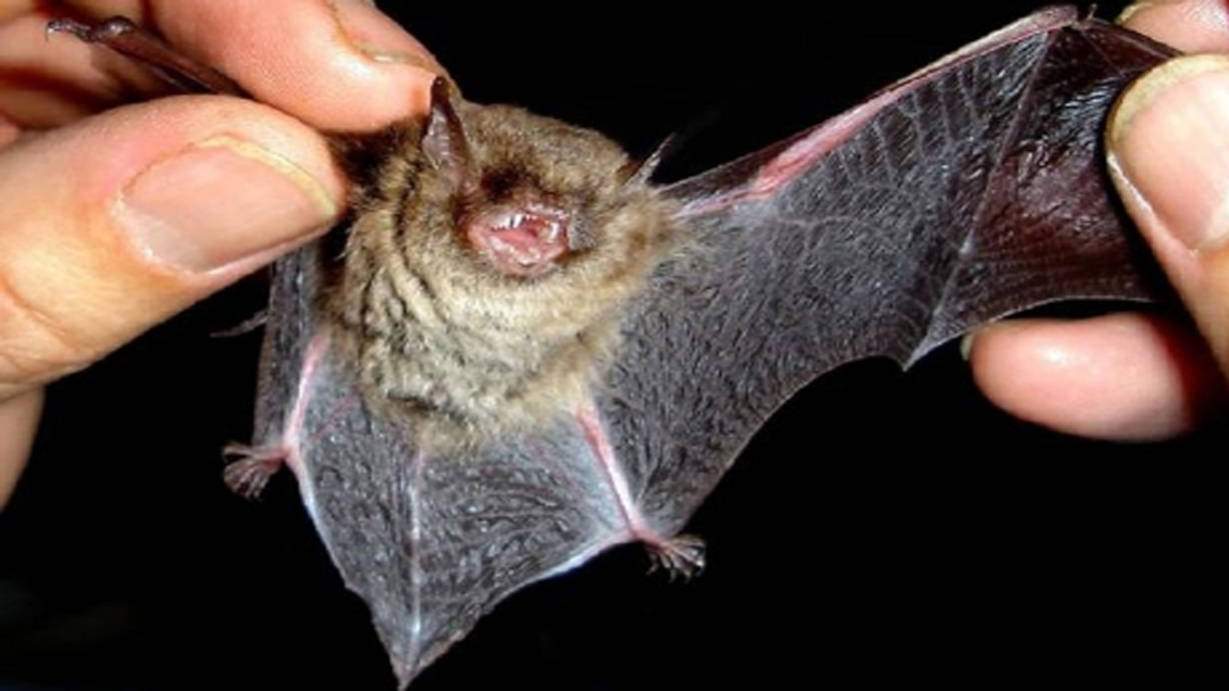 ONU teme aumento de enfermedades que saltan de animales a humanos