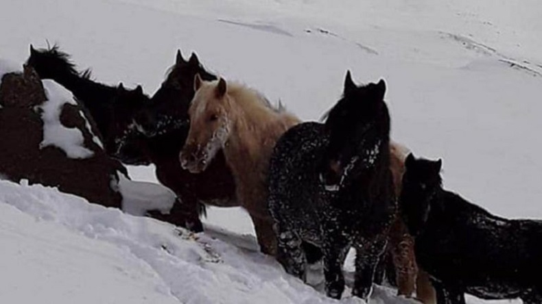 Heroico rescate: Salvaron a caballos atrapados en la nieve en Argentina