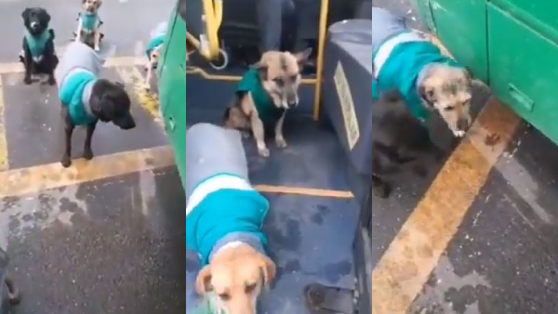 Quiltros choferes: Perritos sin hogar 