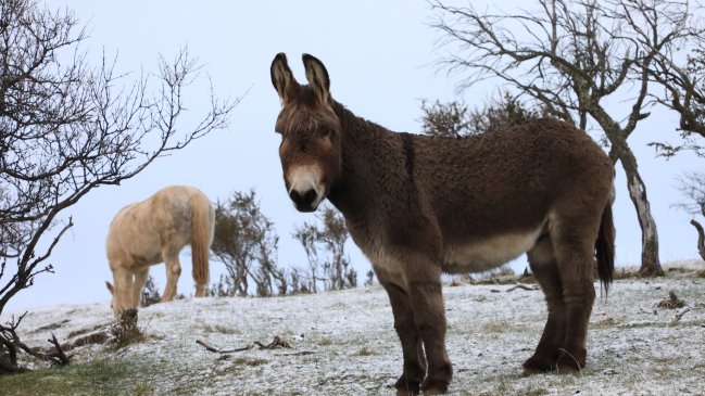 Ganaderos de Cochrane ocuparán burros para cuidar a sus ovejas de los perros