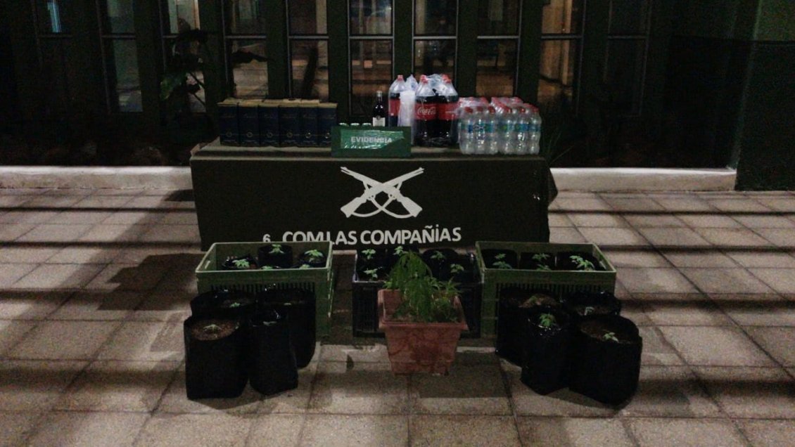 Fiesta clandestina dejó 36 detenidos y el decomiso de 27 plantas de marihuana en La Serena