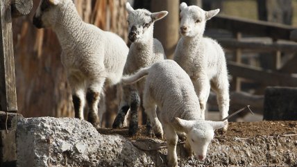  Regresaron a Colina 300 ovejas que eran cuidadas en Las Condes por la sequía  