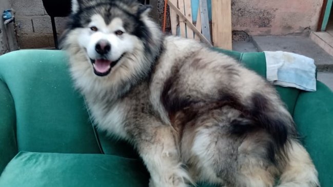 PDI recuperó perro robado hace dos años en Antofagasta