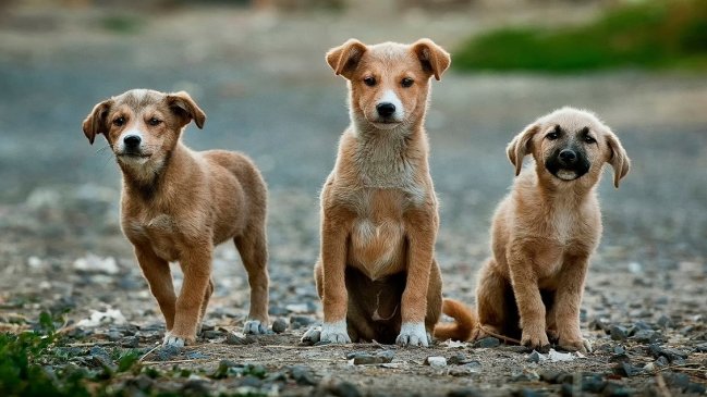 Perritos a domicilio: Ñuñoa implementa innovador servicio de adopción de mascotas