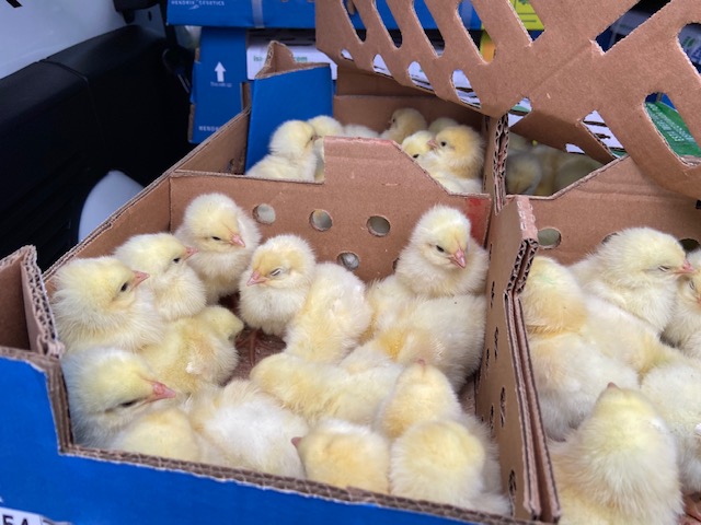 Desde Brasil a una avícola en Arica: SAG recepcionó más de 2.500 pollitos vivos