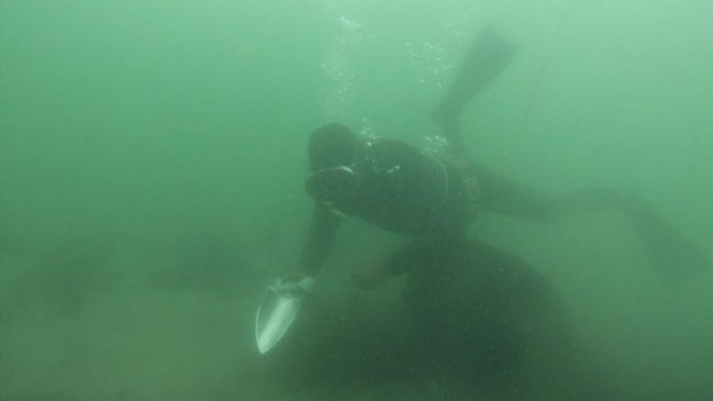 Pescadores repoblarán La Herradura de algas pelillo