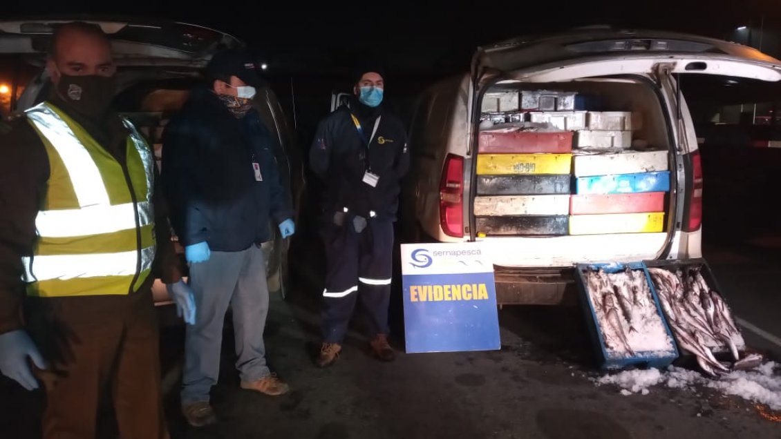 Incautan casi cuatro toneladas de merluza extraída ilegalmente en el Maule