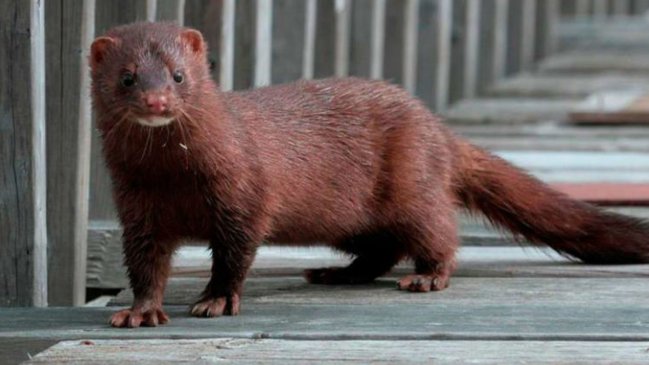 Sacrifican más de 90.000 visones en España para prevenir el coronavirus