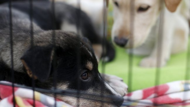 Investigan denuncia por maltrato animal en canil municipal de Curicó