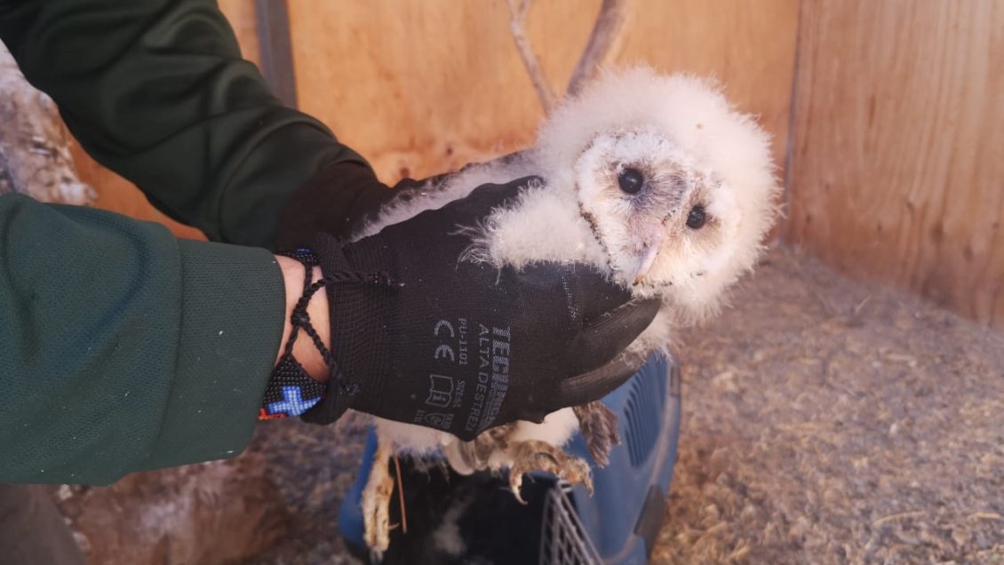 Polluelo fue enviado a rehabilitación tras luxarse la cadera en Pozo Almonte