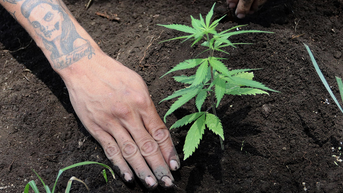 Activistas exigen al Senado mexicano cumplir con legislación del cannabis