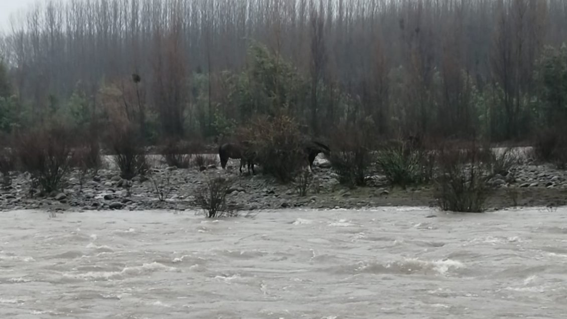 Crecida de Río Longaví dejó a caballos aislados