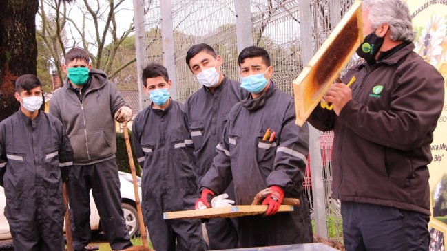 Internos del Centro de Estudio y Trabajo de Tomé son capacitados en apicultura