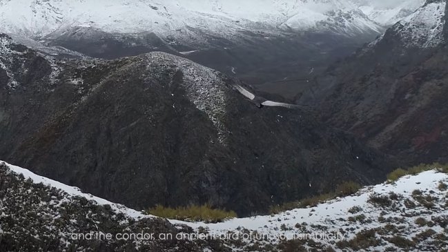 Con parajes naturales y astrofotografía, documental sigue al cóndor que 