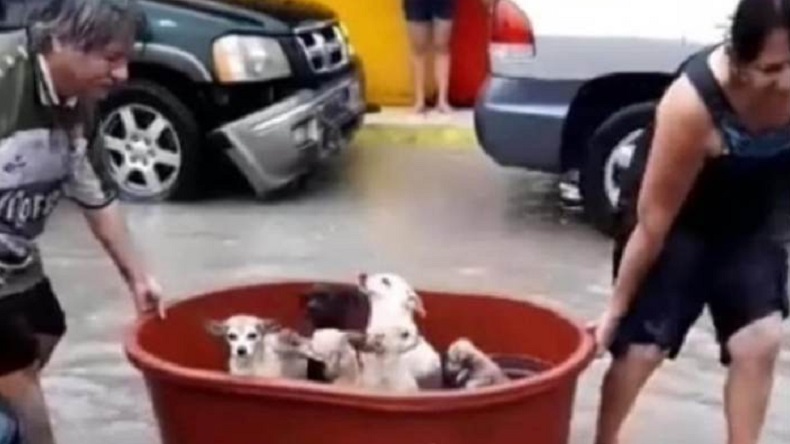 Huracán Hanna: Familia que perdió todo en inundación salvó a sus perritos y se viralizó