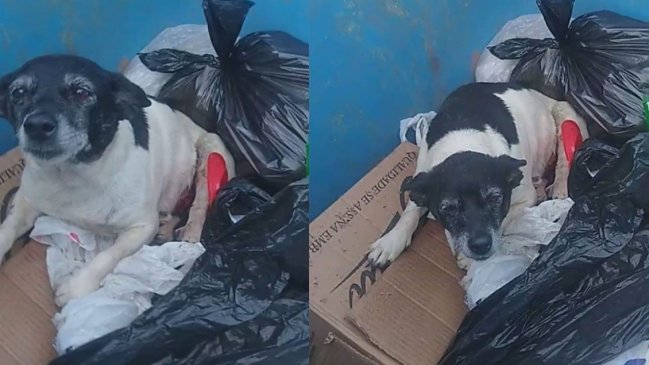 Perrita con un tumor fue abandonada dentro de un contenedor de basura en Brasil