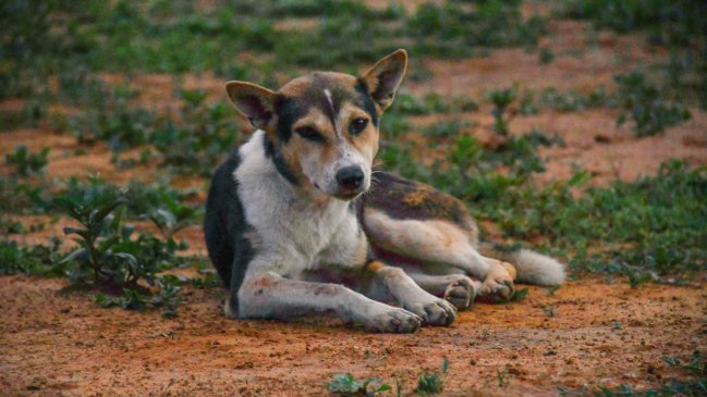 Día Mundial del Perro Callejero: ¿Cuál es su origen?