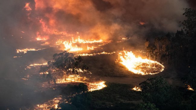 Los incendios en Australia mataron a 3.000 millones de animales