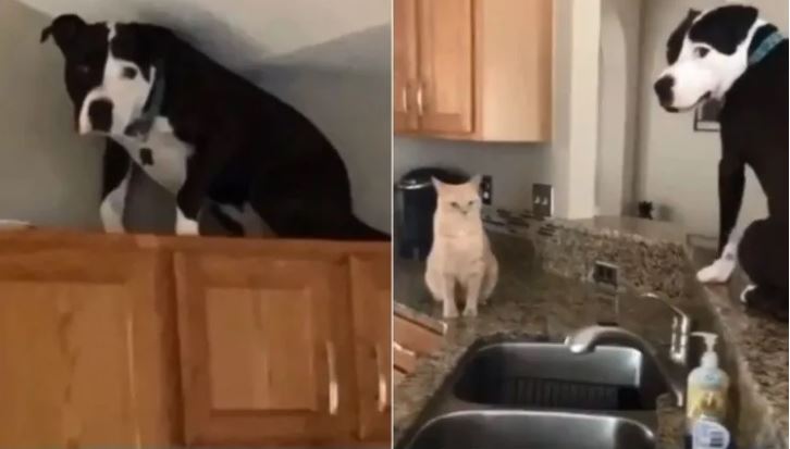 ¡No ladra!: Perro se volvió famoso en Tiktok por actuar como gato